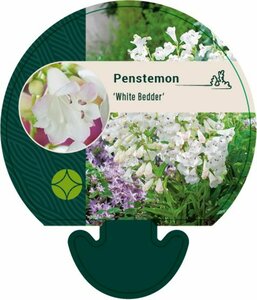 Penstemon 'White Bedder' C2 - afbeelding 5