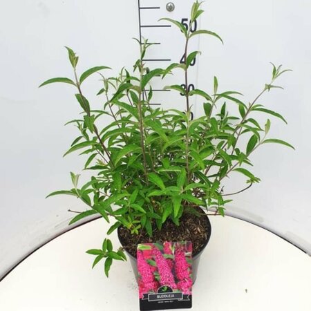 Buddleja davidii 'Royal Red' C2 - afbeelding 6