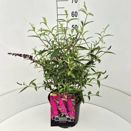 Buddleja davidii 'Royal Red' C2 - afbeelding 4