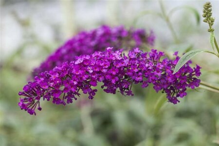 Buddleja davidii 'Royal Red' C2 - afbeelding 2