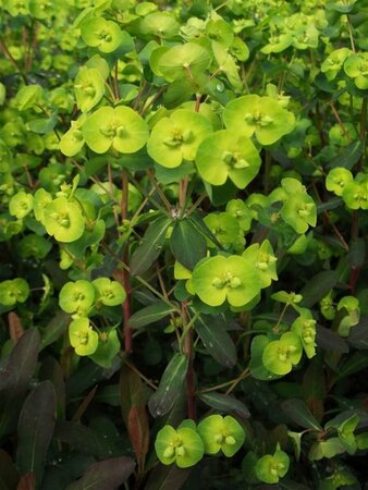 Euphorbia amygdaloides 'Purpurea' P9 - afbeelding 3