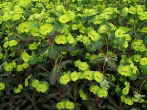 Euphorbia amygdaloides 'Purpurea' P9 - afbeelding 5