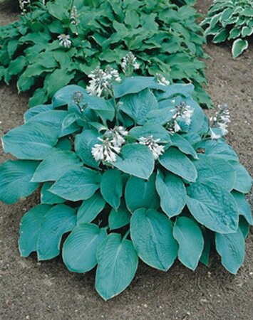 Hosta sieboldiana 'Elegans' C2 - afbeelding 5