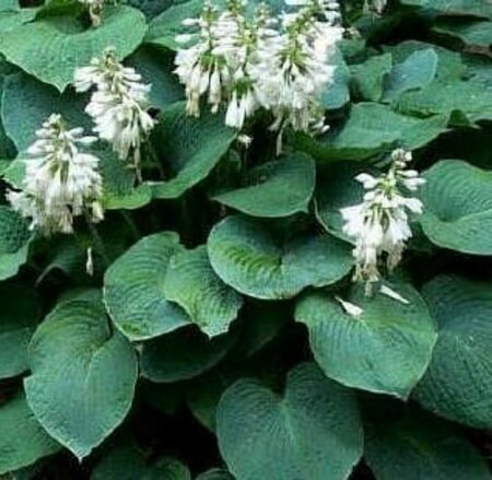 Hosta sieboldiana 'Elegans' C2 - afbeelding 6