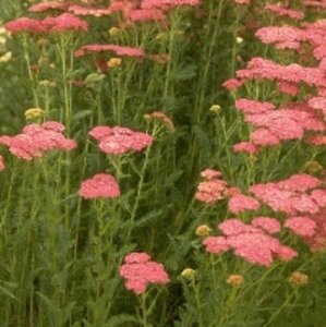 Achillea millefolium 'Cerise Queen' C2 - afbeelding 3