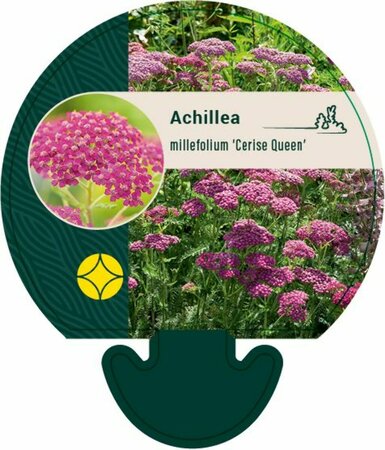 Achillea millefolium 'Cerise Queen' C2 - afbeelding 4