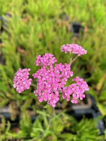 Achillea millefolium 'Cerise Queen' C2 - afbeelding 2