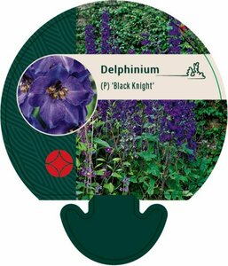 Delphinium pacific 'Black Knight' C2 - afbeelding 3