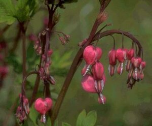 Dicentra spectabilis C2 - afbeelding 7