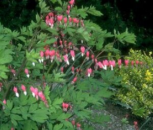 Dicentra spectabilis C2 - afbeelding 6