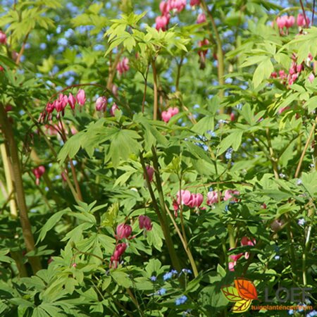 Dicentra spectabilis C2 - afbeelding 4