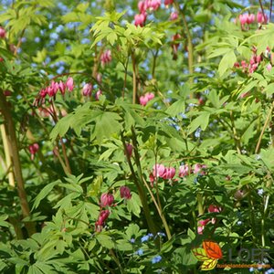 Dicentra spectabilis C2 - afbeelding 4