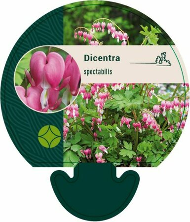 Dicentra spectabilis C2 - afbeelding 13