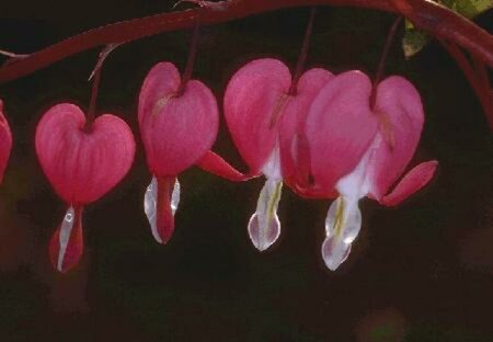 Dicentra spectabilis C2 - afbeelding 3