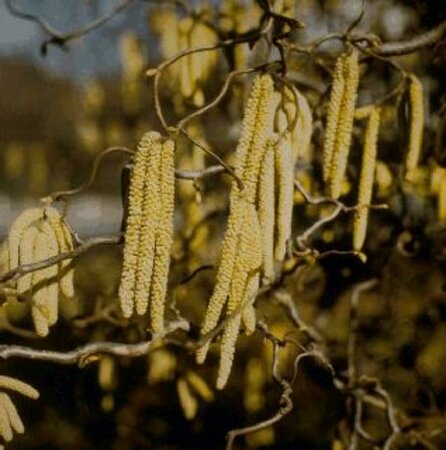 Corylus avellana 'Contorta' 100/125 C. - afbeelding 1