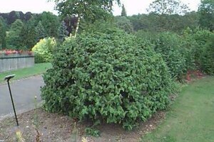 Corylus avellana 'Contorta' 100/125 C. - afbeelding 2