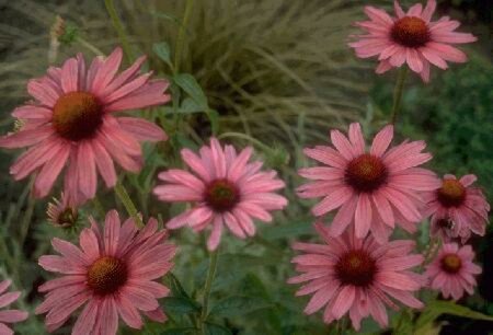 Echinacea purpurea P9 - afbeelding 1