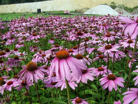 Echinacea purpurea P9 - afbeelding 5