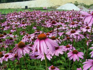 Echinacea purpurea P9 - afbeelding 5