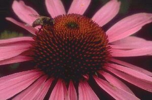 Echinacea purpurea P9 - afbeelding 3