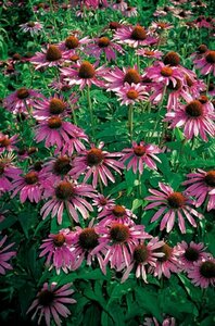 Echinacea purpurea P9 - afbeelding 6