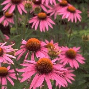 Echinacea purpurea P9 - afbeelding 7