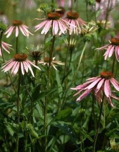 Echinacea purpurea P9 - afbeelding 4