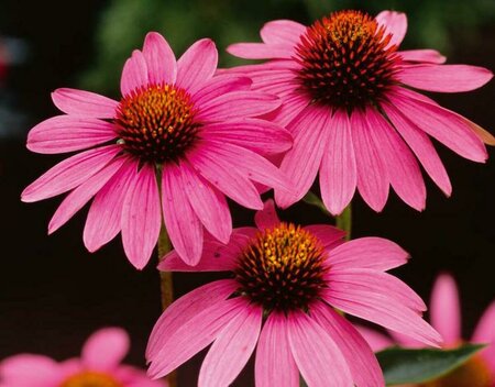 Echinacea purpurea P9 - afbeelding 8