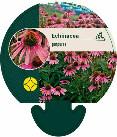 Echinacea purpurea P9 - afbeelding 9