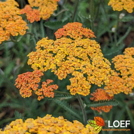 Achillea filipendulina 'Cloth of Gold' P9 - afbeelding 3