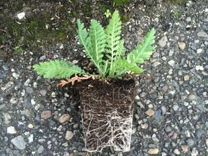 Achillea filipendulina 'Cloth of Gold' P9 - afbeelding 4