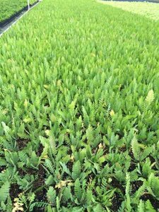 Achillea filipendulina 'Cloth of Gold' P9 - afbeelding 2