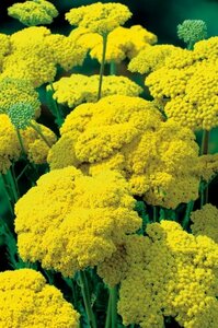 Achillea filipendulina 'Cloth of Gold' P9 - afbeelding 6