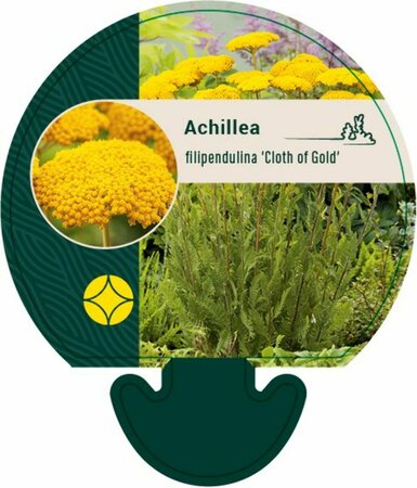 Achillea filipendulina 'Cloth of Gold' P9 - afbeelding 5