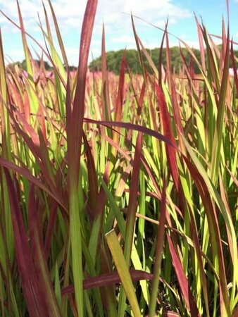 Imperata cylindrica 'Red Baron' C2 - afbeelding 8