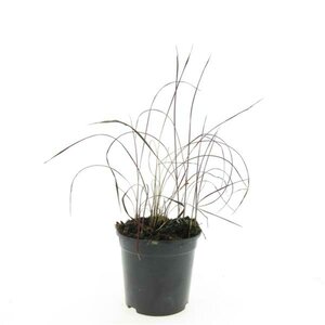 Imperata cylindrica 'Red Baron' C2 - afbeelding 5