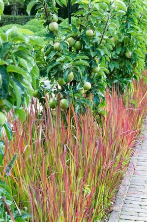 Imperata cylindrica 'Red Baron' C2 - afbeelding 14