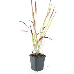 Imperata cylindrica 'Red Baron' C2 - afbeelding 12