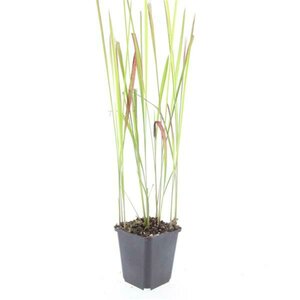 Imperata cylindrica 'Red Baron' C2 - afbeelding 10