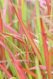 Imperata cylindrica 'Red Baron' C2 - afbeelding 13