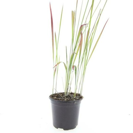 Imperata cylindrica 'Red Baron' C2 - afbeelding 4