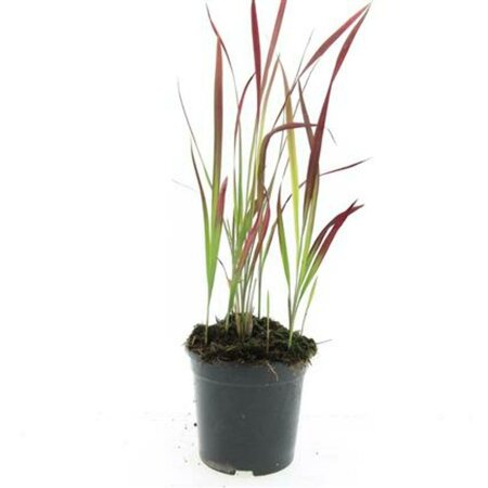 Imperata cylindrica 'Red Baron' C2 - afbeelding 3