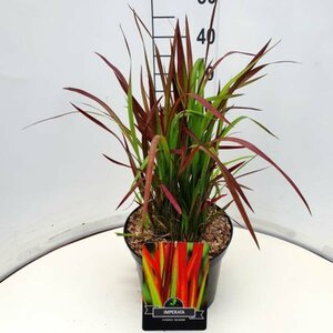 Imperata cylindrica 'Red Baron' C2 - afbeelding 6