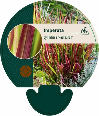 Imperata cylindrica 'Red Baron' C2 - afbeelding 7