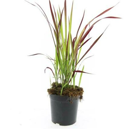 Imperata cylindrica 'Red Baron' C2 - afbeelding 2