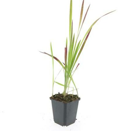 Imperata cylindrica 'Red Baron' C2 - afbeelding 9