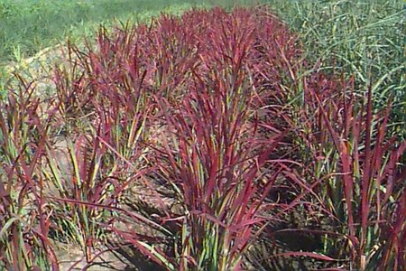 Imperata cylindrica 'Red Baron' C2 - afbeelding 1