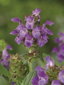 Prunella grandiflora P9 - afbeelding 5