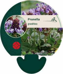 Prunella grandiflora P9 - afbeelding 7