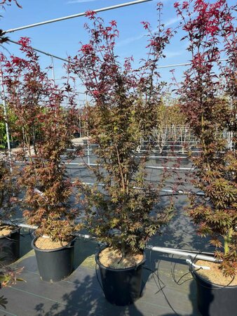 Acer palmatum 'Skeeter's Broom' 150/175 C. - afbeelding 7